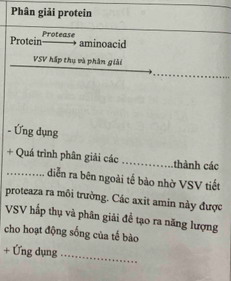 Phân giải protein 
Protease 
Protein aminoacid 
VSV hấp thụ và phân giải 
、 Ứng dụng 
+ Quá trình phân giải các _thành các 
_diễn ra bên ngoài tế bào nhờ VSV tiết 
proteaza ra môi trường. Các axit amin này được 
VSV hấp thụ và phân giải đề tạo ra năng lượng 
cho hoạt động sống của tế bào 
+ Ứng dụng_