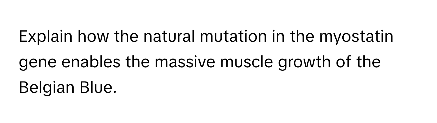 Explain how the natural mutation in the myostatin gene enables the massive muscle growth of the Belgian Blue.