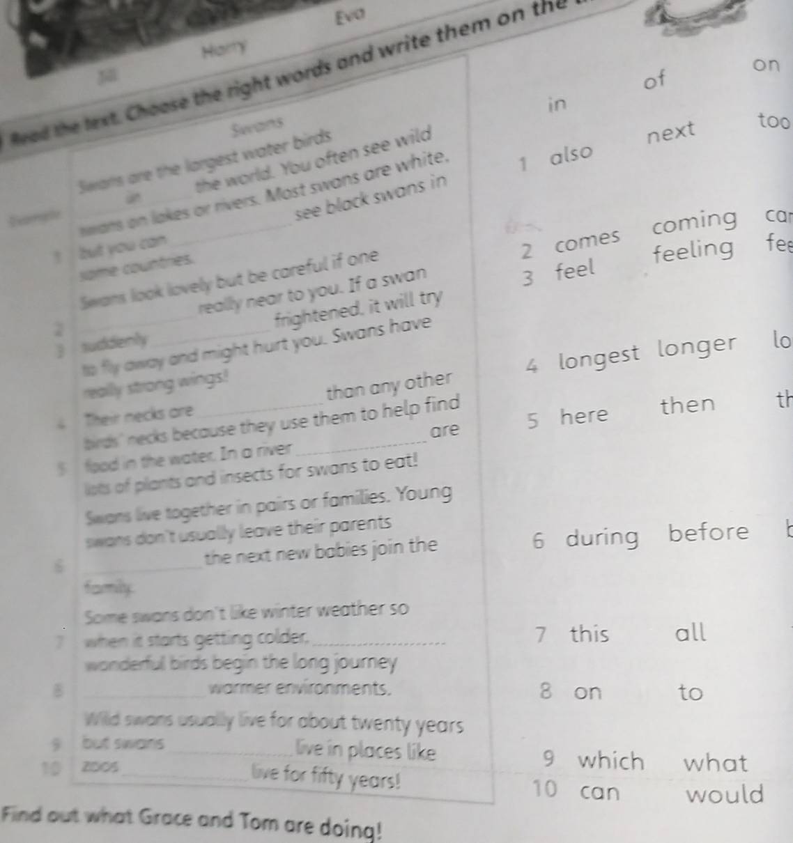 Eva 
Hiarry 
on 
Read the text. Choose the right words and write them on the 
of 
in 
Sevans 
too 
the world. You often see wild 
Swars are the largest water birds 
_hmans on lakes or rivers. Most swans are white, 1 also next 
see black swans in 
an 
Eanple 
coming car 
! but you can
2 comes 
some countries. 
Swans look lovely but be careful if one 
feeling fe 
really near to you. If a swan 
3 feel 
3 suddenly_ frightened, it will try 
2 
to fly away and might hurt you. Swans have 
4 Their necks are_ than any other 4 longest longer lo 
really strong wings! 
birds' necks because they use them to help find then th 
are 5 here 
$ food in the water. In a river 
lots of plants and insects for swans to eat! 
Swans live together in pairs or families. Young 
swans don't usually leave their parents . 
6 _6 during before 
the next new babies join the 
farmily 
Some swans don't like winter weather so 
7 when it starts getting colder._ 7 this all 
wonderful birds begin the long journey 
B _warmer environments. 8 on to 
Wild swans usually live for about twenty years
g but swans_ live in places like 
9 which 
10 2005_ what 
live for fifty years! 10 can would 
Find out what Grace and Tom are doing!