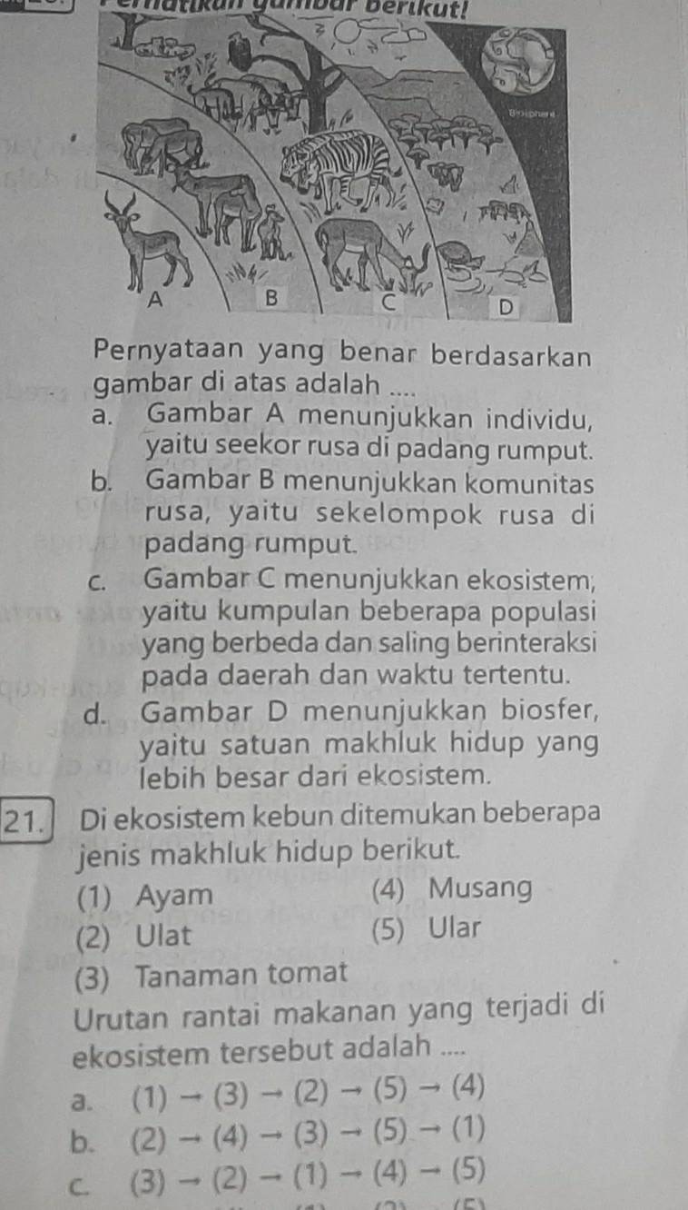 natikan gambar berikut!
gambar di atas adalah ....
a. Gambar A menunjukkan individu,
yaitu seekor rusa di padang rumput.
b. Gambar B menunjukkan komunitas
rusa, yaitu sekelompok rusa di
padang rumput.
c. Gambar C menunjukkan ekosistem;
yaitu kumpulan beberapa populasi
yang berbeda dan saling berinteraksi
pada daerah dan waktu tertentu.
d. Gambar D menunjukkan biosfer,
yaitu satuan makhluk hidup yang
lebih besar dari ekosistem.
21. Di ekosistem kebun ditemukan beberapa
jenis makhluk hidup berikut.
(1) Ayam (4) Musang
(2) Ulat (5) Ular
(3) Tanaman tomat
Urutan rantai makanan yang terjadi di
ekosistem tersebut adalah ....
a. (1)to (3)to (2)to (5)to (4)
b. (2)to (4)to (3)to (5)to (1)
C. (3)to (2)to (1)to (4)to (5)