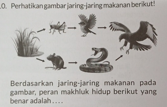 Perhatikan gambar jaring-jaring makanan berikut! 
Berdasarkan jaring-jaring makanan pada 
gambar, peran makhluk hidup berikut yang 
benar adalah . . . .