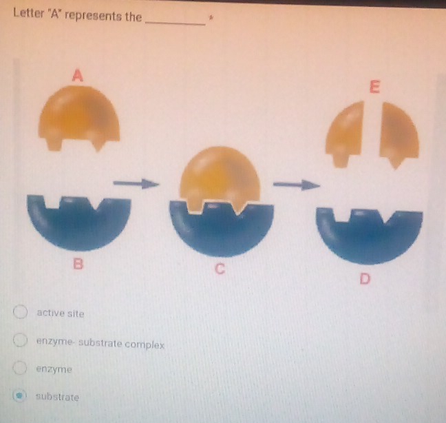 Letter 'A' represents the _*
active site
enzyme- substrate complex
enzyme
substrate