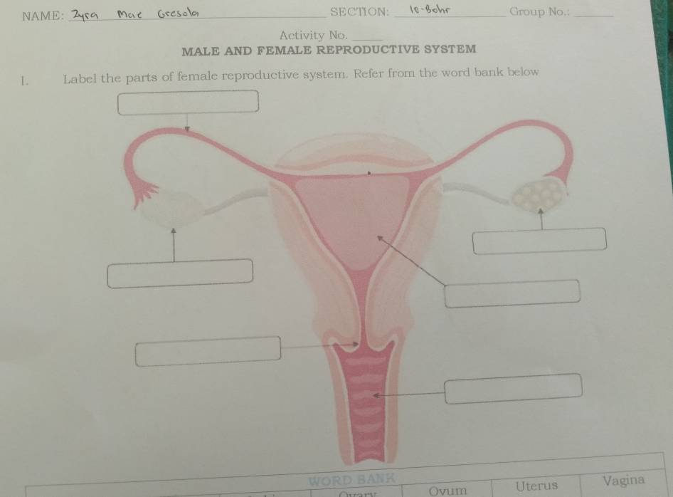 NAME: _SECTION: _Group No.:_ 
Activity No._ 
MALE AND FEMALE REPRODUCTIVE SYSTEM 
I. Label the parts of female reproductive system. Refer from the word bank below 
WORD BANK 
Ovum Uterus Vagina