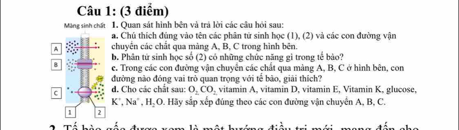 Màng sinh chất 1. Quan sát hình bên và trả lời các câu hỏi sau: 
a. Chú thích đúng vào tên các phân tử sinh học (1), (2) và các con đường vận 
A 
chuyển các chất qua màng A, B, C trong hình bên. 
b. Phân tử sinh học số (2) có những chức năng gì trong tế bào? 
B 
c. Trong các con đường vận chuyển các chất qua màng A, B, C ở hình bên, con 
đường nào đóng vai trò quan trọng với tế bào, giải thích? 
C 
d. Cho các chất sau: O_2CO_2 vitamin A, vitamin D, vitamin E, Vitamin K, glucose,
K^+, Na^+, H_2O 0. Hãy sắp xếp đúng theo các con đường vận chuyển A, B, C. 
1 2