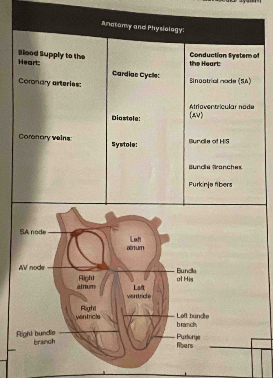 Anatomy and Physiology; 
Blood Supply to the Conduction System of 
Heart: the Heart: 
Cardiac Cycle: 
Coronary arteries: 
Sinoatrial node (SA) 
Atrioventricular node 
Diastole: 
(AV) 
Coronary veins: 
Systole: 
Bundle of HIS 
Bundle Branches 
Purkinje fibers