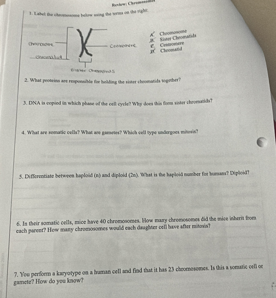 Review: Chromosome
1. Label the chromosome below using the terms on the right;
X. Chromosome
B. Sister Chromatids
C. Centromere
D. Chromatid
2. What proteins are responsible for holding the sister chromatids together?
3. DNA is copied in which phase of the cell cycle? Why does this form sister chromatids?
4. What are somatic cells? What are gametes? Which cell type undergoes mitosis?
5. Differentiate between haploid (n) and diploid (2n). What is the haploid number for humans? Diploid?
6. In their somatic cells, mice have 40 chromosomes. How many chromosomes did the mice inherit from
each parent? How many chromosomes would each daughter cell have after mitosis?
7. You perform a karyotype on a human cell and find that it has 23 chromosomes. Is this a somatic cell or
gamete? How do you know?