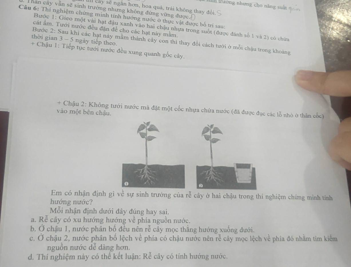 trường nhưng cho năng suất 
I II cay sẽ ngắn hơn, hoa quả, trái không thay đổi.
Thần cây vẫn sẽ sinh trưởng nhưng không đứng vững được.
Câu 6: Thí nghiệm chứng minh tính hướng nước ở thực vật được bố trí sau:
Bước 1: Gieo một vài hạt đậu xanh vào hai chậu nhựa trong suốt (được đánh số 1 và 2) có chứa
cát ẩm. Tưới nước đều đặn đề cho các hạt này mầm.
thời gian 3 - 5 ngày tiếp theo.
Bước 2: Sau khi các hạt nảy mầm thành cây con thì thay đổi cách tưới ở mỗi chậu trong khoảng
+ Chậu 1: Tiếp tục tưới nước đều xung quanh gốc cây.
+ Chậu 2: Không tưới nước mà đặt một cốc nhựa chứa nước (đã được đục các lỗ nhỏ ở thân cốc)
vào một bên chậu.
Em có nhận định gì về sự sinh trưởng của rễ cây ở hai chậu trong thí nghiệm chứng minh tính
hướng nước?
Mỗi nhận định dưới đây đúng hay sai.
a. Rễ cây có xu hướng hướng về phía nguồn nước.
b. Ở chậu 1, nước phân bố đều nên rễ cây mọc thăng hướng xuống dưới.
c. Ở chậu 2, nước phân bố lệch về phía có chậu nước nên rễ cây mọc lệch về phía đó nhằm tìm kiểm
nguồn nước dễ dàng hơn.
d. Thí nghiệm này có thể kết luận: Rễ cây có tính hướng nước.