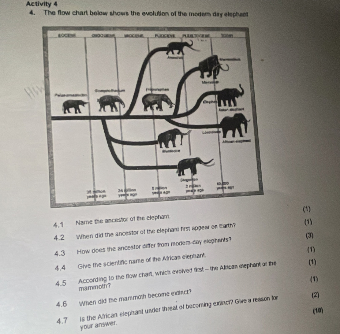 Solved: Activity 4 4. The flow chart below shows the evolution of the ...