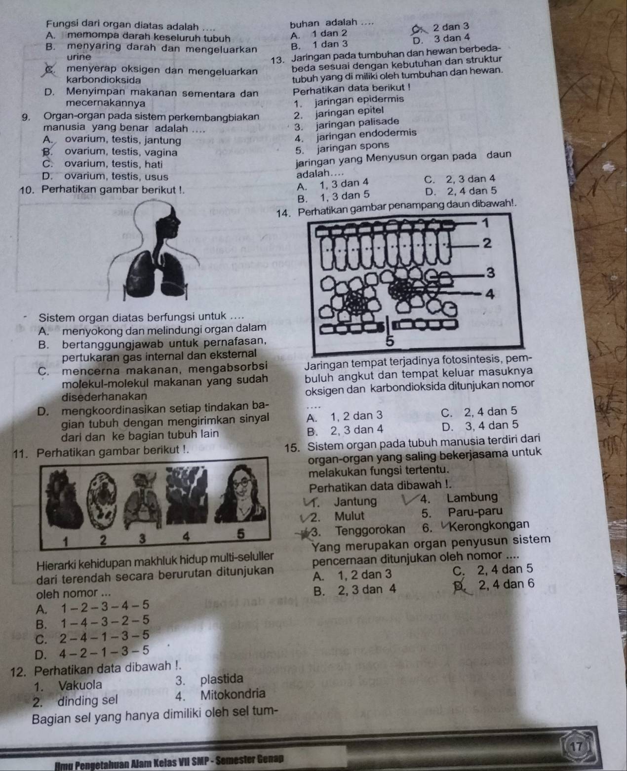 Fungsi dari organ diatas adalah .. buhan adalah ....
A. 1 dan 2 C、 2 dan 3
A. memompa darah keseluruh tubuh D. 3 dan 4
B. menyaring darah dan mengeluarkan
B. 1 dan 3
urine
13. Jaringan pada tumbuhan dan hewan berbeda-
menyerap oksigen dan mengeluarkan beda sesuai dengan kebutuhan dan struktur
karbondioksida
tubuh yang di miliki oleh tumbuhan dan hewan.
D. Menyimpan makanan sementara dan Perhatikan data berikut !
mecernakannya
1. jaringan epidermis
9. Organ-organ pada sistem perkembangbiakan 2. jaringan epitel
manusia yang benar adalah ....
3. jaringan palisade
A ovarium, testis, jantung
4. jaringan endodermis
B. ovarium, testis, vagina
5. jaringan spons
C. ovarium, testis, hati
jaringan yang Menyusun organ pada daun
D. ovarium, testis, usus
adalah....
10. Perhatikan gambar berikut !. C. 2, 3 dan 4
A. 1, 3 dan 4
B. 1, 3 dan 5 D. 2, 4 dan 5
14.an gambar penampang daun dibawah!.
Sistem organ diatas berfungsi untuk ....
A. menyokong dan melindungi organ dalam
B. bertanggungjawab untuk pernafasan,
pertukaran gas internal dan eksternal
C. mencerna makanan, mengabsorbsi Jaringan tempat terjadinya fotosintesis
molekul-molekul makanan yang sudah buluh angkut dan tempat keluar masuknya
disederhanakan oksigen dan karbondioksida ditunjukan nomor
D. mengkoordinasikan setiap tindakan ba-
gian tubuh dengan mengirimkan sinyal A. 1, 2 dan 3 C. 2, 4 dan 5
dari dan ke bagian tubuh lain B. 2, 3 dan 4 D. 3, 4 dan 5
11. Perhatikan gambar berikut !. 15. Sistem organ pada tubuh manusia terdiri dari
organ-organ yang saling bekerjasama untuk
melakukan fungsi tertentu.
Perhatikan data dibawah !.
1. Jantung 4. Lambung
2. Mulut 5. Paru-paru
3. Tenggorokan 6. Kerongkongan
Hierarki kehidupan makhluk hidup multi-seluller Yang merupakan organ penyusun sistem
dari terendah secara berurutan ditunjukan pencernaan ditunjukan oleh nomor ....
A. 1, 2 dan 3 C. 2, 4 dan 5
oleh nomor ... B. 2, 3 dan 4
A. 1 - 2 - 3 - 4 - 5 D.2, 4 dan 6
B. 1-4- 3- 2- 5
C. 2 - 4 - 1 - 3- 5
D. 4 - 2 - 1 - 3- 5
12. Perhatikan data dibawah !.
1. Vakuola 3. plastida
2. dinding sel 4. Mitokondria
Bagian sel yang hanya dimiliki oleh sel tum-
17
Hmy Pengetahuan Alam Kelas VII SMP - Semester Genap