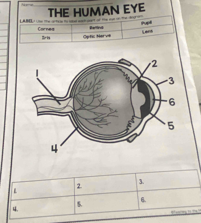 Name 
THE HUMAN EYE 
2. 
3. 
L 
5. 
6. 
4. 
GTeaching to t M