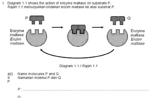 Diagram 1.1 shows the action of enzyme maltase on substrate P. 
Rajah 1.1 menunjukkan tindakan enzim maltase ke atas substrat P. 
Diagram 1.1 / Rajah 1.1 
a(i) Name molecules P and Q. 
S Namakan molekul P dan Q.
P
P :_