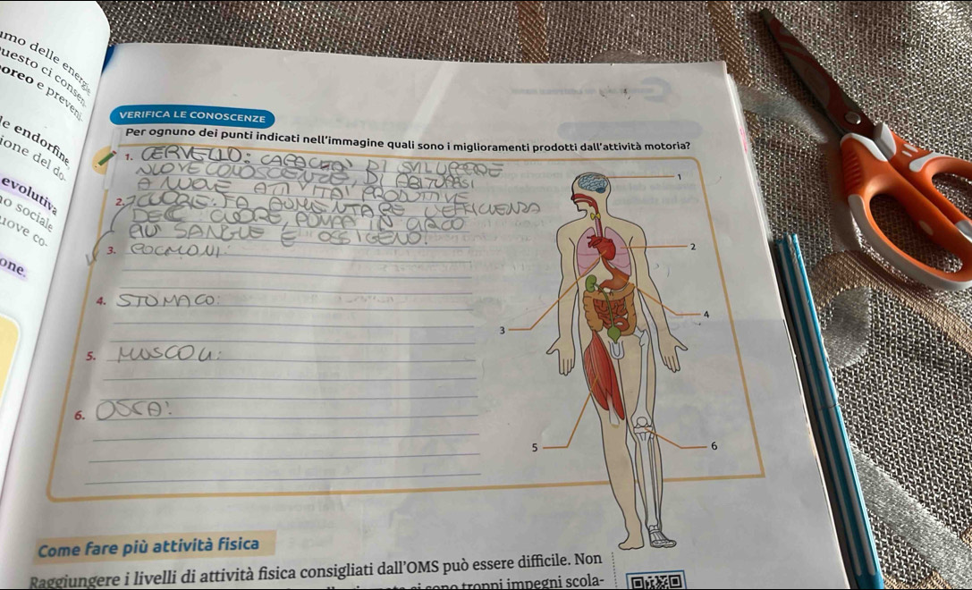 mo delle enen 
esto ci conse 
preo e pree VERIFICA LE CONOSCENZE 
e endorfín 
Per ognuno dei punti indicati nell’immagine quali sono i miglioramenti prodotti dall’attività motoria? 
1. 
_ 
one del d 
_ 
_ 
evolutiv 
_ 
_ 
_ 
_ 
o social 
ove co 
_ 
3._ 
2 
one. 
_ 
_ 
4._ 
_ 
4 
_ 
3 
5._ 
_ 
_ 
6,_ 
_ 
_ 
5 
6 
_ 
Come fare più attività fisica 
Raggiungere i livelli di attività fisica consigliati dall’OMS può essere difficile. Non 
troppi impegni scola-