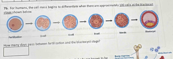 For humans, the cell mass begins to differentiate when there are approximately 100 cells at the blastocyst 
Fertilization 2 -cell 
How many days pass between fertilization and the blastocyst stage? 
White blood cells 
Bone marrow the soft inner tissue of