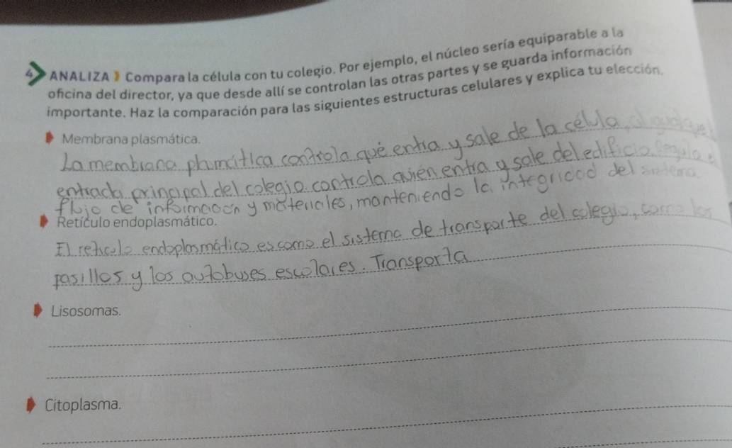 49 *ANALIZA » Compara la célula con tu colegio. Por ejemplo, el núcleo sería equiparable a la 
oficina del director, ya que desde allí se controlan las otras partes y se guarda información 
_ 
importante. Haz la comparación para las siguientes estructuras celulares y explica tu elección 
_ 
Membrana plasmática. 
_ 
_ 
Retículo endoplasmático. 
_ 
_ 
Lisosomas. 
_ 
_Citoplasma. 
_