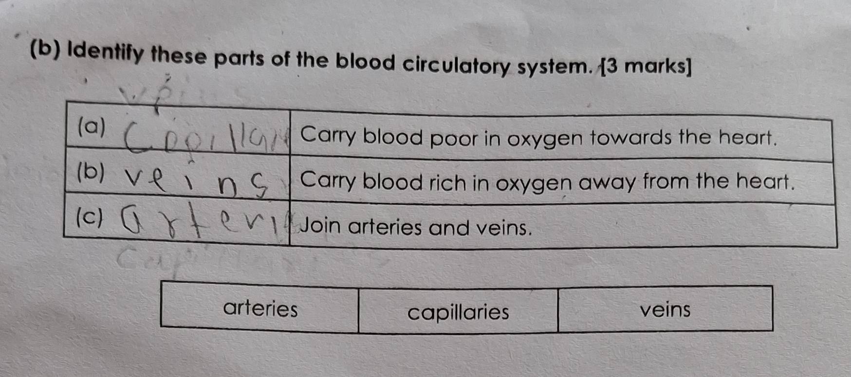 Identify these parts of the blood circulatory system. [3 marks] 
arteries veins 
capillaries