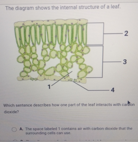 The diagram shows the internal structure of a leaf.
Which sentence describes how one part of the leaf interacts with careon
dioxide?
A. The space labeled 1 contains air with carbon dioxide that the
surrounding cells can use.