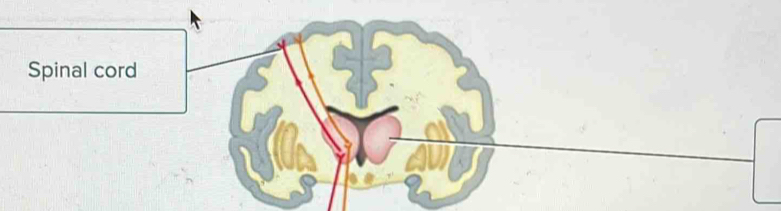 Spinal cord