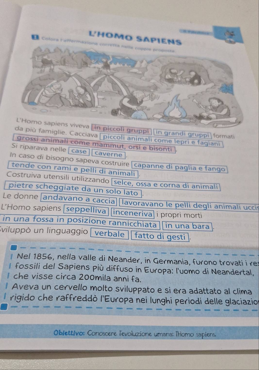 oli gruppi] in grandi gruppi|formati 
più famiglie. Cacciava | piccoli animali come lepri e fagiani 
grossi animali come mammut, orsi e bisonti . 
Si riparava nelle case caverne  
In caso di bisogno sapeva costruire| capanne di paglia e fango 
tende con rami e pelli di animali . 
Costruiva utensili utilizzando selce, ossa e corna di animali 
pietre scheggiate da un solo lato . 
Le donne [andavano a caccia][lavoravano le pelli degli animali uccis 
L’Homo sapiens [seppelliva] [inceneriva] i propri morti 
in una fossa in posizione rannicchiata in una bara 
Sviluppò un linguaggio verbale fatto di gesti 
Nel 1856, nella valle di Neander, in Germania, furono trovati i res 
fossili del Sapiens più diffuso in Europa: l'uomo di Neandertal, 
che visse circa 200mila anni fa. 
Aveva un cervello molto sviluppato e si era adattato al clima 
rigido che raffreddò l'Europa nei lunghi periodi delle glaciazion 
Obiettivo: Conoscere l'evoluzione umana: l'Homo sapiens.