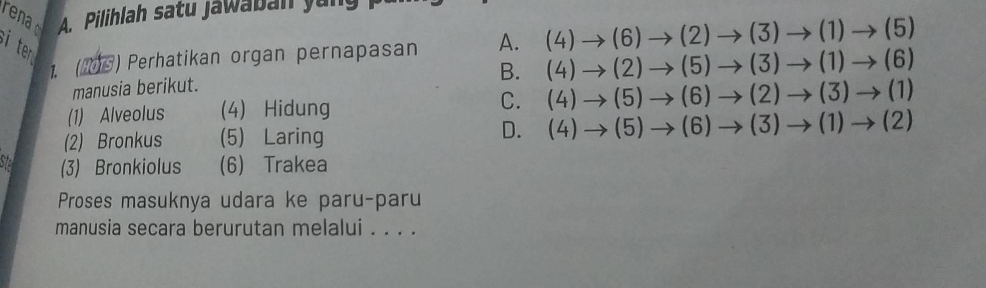 renad A. Pilihlah satu Jawaban yo n s
A. (4)to (6)to (2)to (3)to (1)to (5)
i ten 
1. ('0S) Perhatikan organ pernapasan
B. (4)to (2)to (5)to (3)to (1)to (6)
manusia berikut.
(1) Alveolus (4) Hidung
C. (4)to (5)to (6)to (2)to (3)to (1)
(2) Bronkus (5) Laring
D. (4)to (5)to (6)to (3)to (1)to (2)
Ste (3) Bronkiolus (6) Trakea
Proses masuknya udara ke paru-paru
manusia secara berurutan melalui . . . .