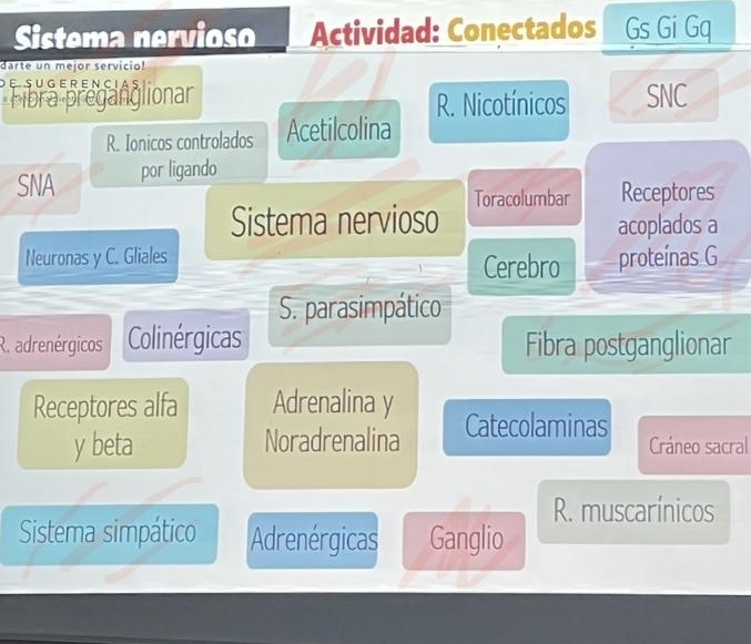 Sistema nervioso Actividad: Conectados Gs Gi Gq 
darte un mejor serviciol 
DESUG E R ENCIAS 
Fibra preganglionar R. Nicotínicos SNC 
R. Ionicos controlados Acetilcolina 
SNA por ligando 
Sistema nervioso Toracolumbar Receptores 
acoplados a 
Neuronas y C. Gliales Cerebro proteínas G 
S. parasimpático 
R. adrenérgicos Colinérgicas Fibra postganglionar 
Receptores alfa Adrenalina y Catecolaminas 
y beta Noradrenalina Cráneo sacral 
R. muscarínicos 
Sistema simpático Adrenérgicas Ganglio