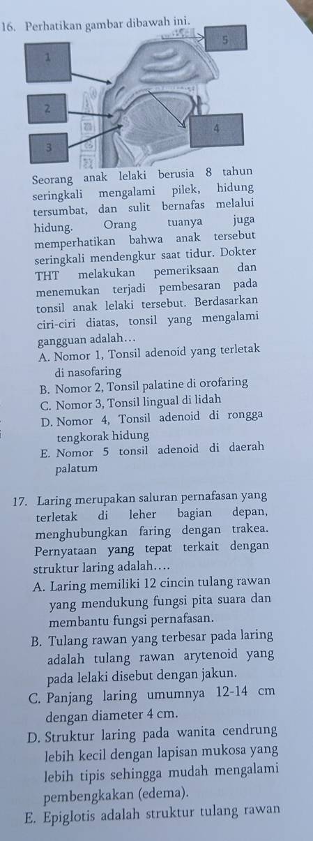 Perhatikan gambar dibawah ini.
Seorang anak lelaki berusia 8
seringkali mengalami pilek, hidung
tersumbat, dan sulit bernafas melalui
hidung. Orang tuanya juga
memperhatikan bahwa anak tersebut
seringkali mendengkur saat tidur. Dokter
THT melakukan pemeriksaan dan
menemukan terjadi pembesaran pada
tonsil anak lelaki tersebut. Berdasarkan
ciri-ciri diatas, tonsil yang mengalami
gangguan adalah…
A. Nomor 1, Tonsil adenoid yang terletak
di nasofaring
B. Nomor 2, Tonsil palatine di orofaring
C. Nomor 3, Tonsil lingual di lidah
D. Nomor 4, Tonsil adenoid di rongga
tengkorak hidung
E. Nomor 5 tonsil adenoid di daerah
palatum
17. Laring merupakan saluran pernafasan yang
terletak di leher bagian depan,
menghubungkan faring dengan trakea.
Pernyataan yang tepat terkait dengan
struktur laring adalah…
A. Laring memiliki 12 cincin tulang rawan
yang mendukung fungsi pita suara dan
membantu fungsi pernafasan.
B. Tulang rawan yang terbesar pada laring
adalah tulang rawan arytenoid yang
pada lelaki disebut dengan jakun.
C. Panjang laring umumnya 12-14 cm
dengan diameter 4 cm.
D. Struktur laring pada wanita cendrung
lebih kecil dengan lapisan mukosa yang
lebih tipis sehingga mudah mengalami
pembengkakan (edema).
E. Epiglotis adalah struktur tulang rawan