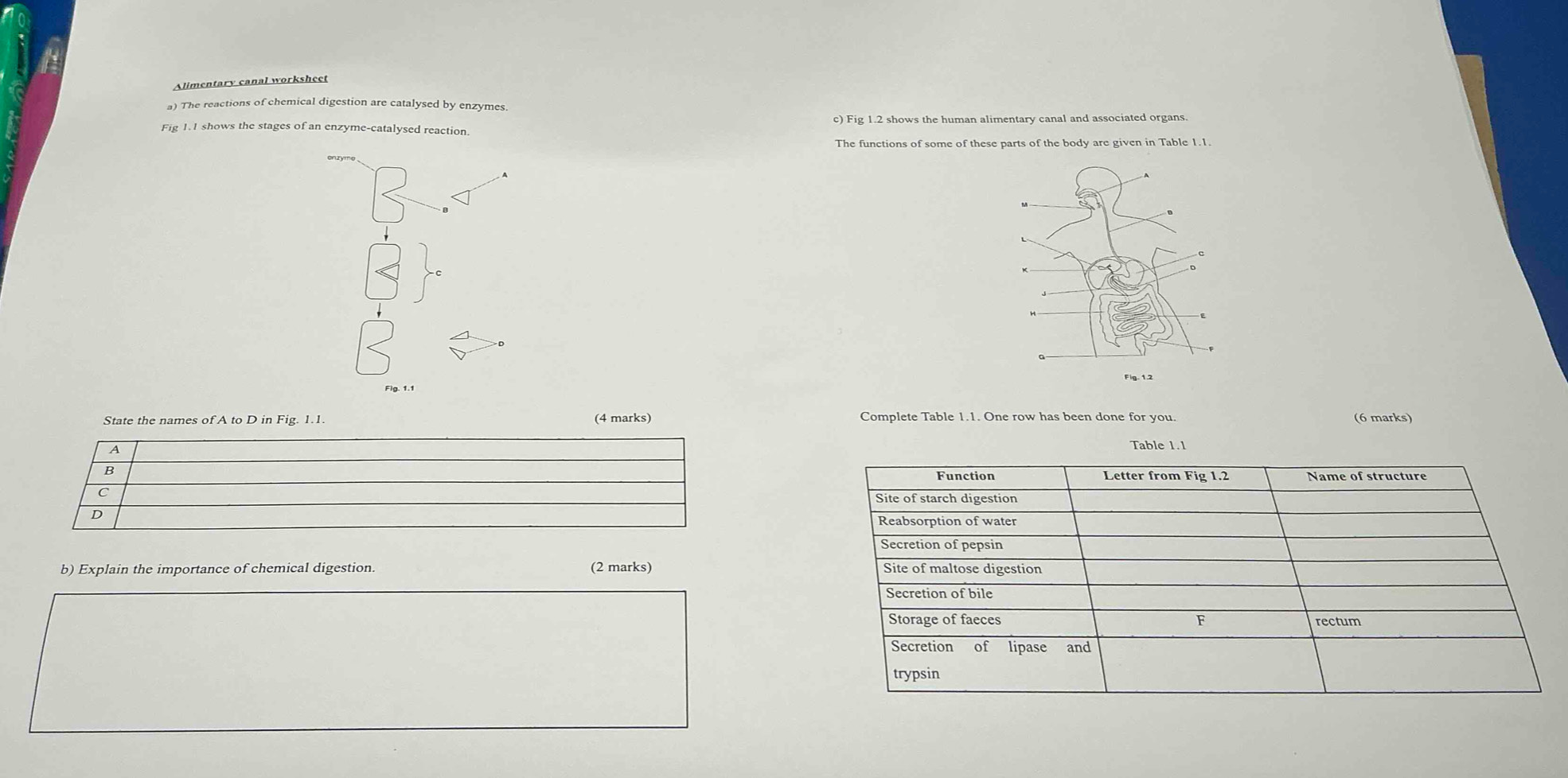 Alimentary canal worksheet 
a) The reactions of chemical digestion are catalysed by enzymes. 
Fig 1.1 shows the stages of an enzyme-catalysed reaction c) Fig 1.2 shows the human alimentary canal and associated organs. 
The functions of some of these parts of the body are given in Table 1.1. 
State the names of A to D in Fig. 1.1. (4 marks) Complete Table 1.1. One row has been done for you. (6 marks) 
A 
Table 1.1 
B Function Letter from Fig 1.2 Name of structure 
C 
Site of starch digestion 
D 
Reabsorption of water 
Secretion of pepsin 
b) Explain the importance of chemical digestion. (2 marks) Site of maltose digestion 
Secretion of bile 
Storage of faeces F rectum 
Secretion of lipase and 
trypsin