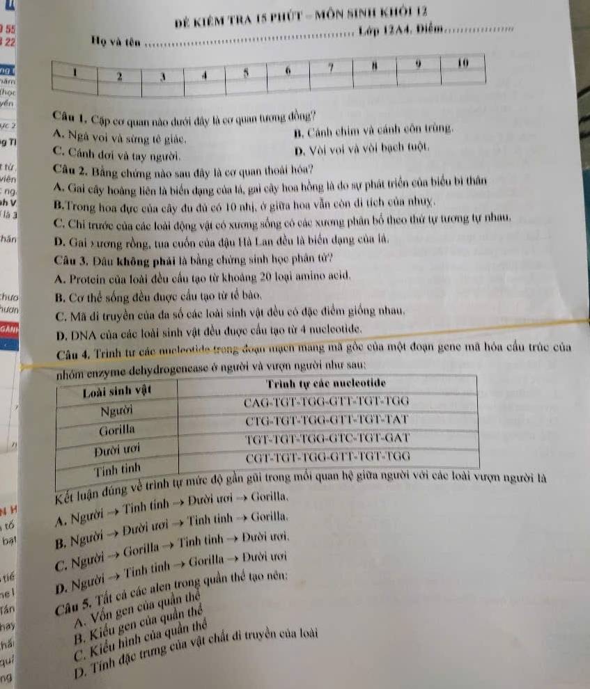 9 55
Đẻ kiêm tra 15 phút - môn sinh khỏi 12
22 Họ và tên  Lớp 12A4, Điễm, ..............
n9 
năm
thọ
yền
Câu 1. Cặp cơ quan nào dưới đây là cơ quan tương đồng?
ực 2 A. Ngà voi và sừng tê giác.
g T1 B. Cánh chim và cánh côn trùng.
C. Cánh đơi và tay người.
t từ D. Vòi voi và vòi bạch tuột.
viên Câu 2. Bằng chứng nào sau đây là cơ quan thoài hóa?
ng A. Gai cây hoàng liên là biển dạng của lá, gai cây hoa hồng là do sự phát triển của biểu bì thân
h V B.Trong hoa đực của cây đu đủ có 10 nhị, ở giữa hoa vẫn còn di tích của nhuy.
là3 C. Chỉ trước của các loài động vật có xương sống có các xương phân bố theo thứ tự tương tự nhau.
hān D. Gai xương rồng, tua cuốn của đậu Hà Lan đều là biển đạng của là.
Câu 3. Đâu không phái là bằng chứng sinh học phân tử?
A. Protein của loài đều cầu tạo từ khoảng 20 loại amino acid.
hưo B. Cơ thể sống đều đuợc cầu tạo từ tế bảo,
hươn C. Mã di truyền của đa số các loài sinh vật đều có đặc điểm giống nhau.
GANI D. DNA của các loài sinh vật đều được cầu tạo từ 4 nucleotide.
Câu 4. Trình tư các nucleotide trong đoạn mạch mang mã gốc của một đoạn gene mã hóa cầu trúc của
ease ở người và vượn người như sau:
Kết luận đúng ười là
tố A. Người → Tinh tinh → Đười ươi → Gorilla.
N H
bạt B. Người → Đười ươi → Tinh tỉnh → Gorilla.
C. Người → Gorilla → Tỉnh tỉnh → Đười ươi.
e l D. Người → Tỉnh tinh → Gorilla → Đười ươi
tiế
Tần Câu 5. Tất cá các alen trong quần thể tạo nên:
hái A. Vốn gen của quần thể
B. Kiểu gen của quần thể
hay
qui C. Kiểu hình của quần thể
ng D. Tính đặc trưng của vật chất đi truyền của loài