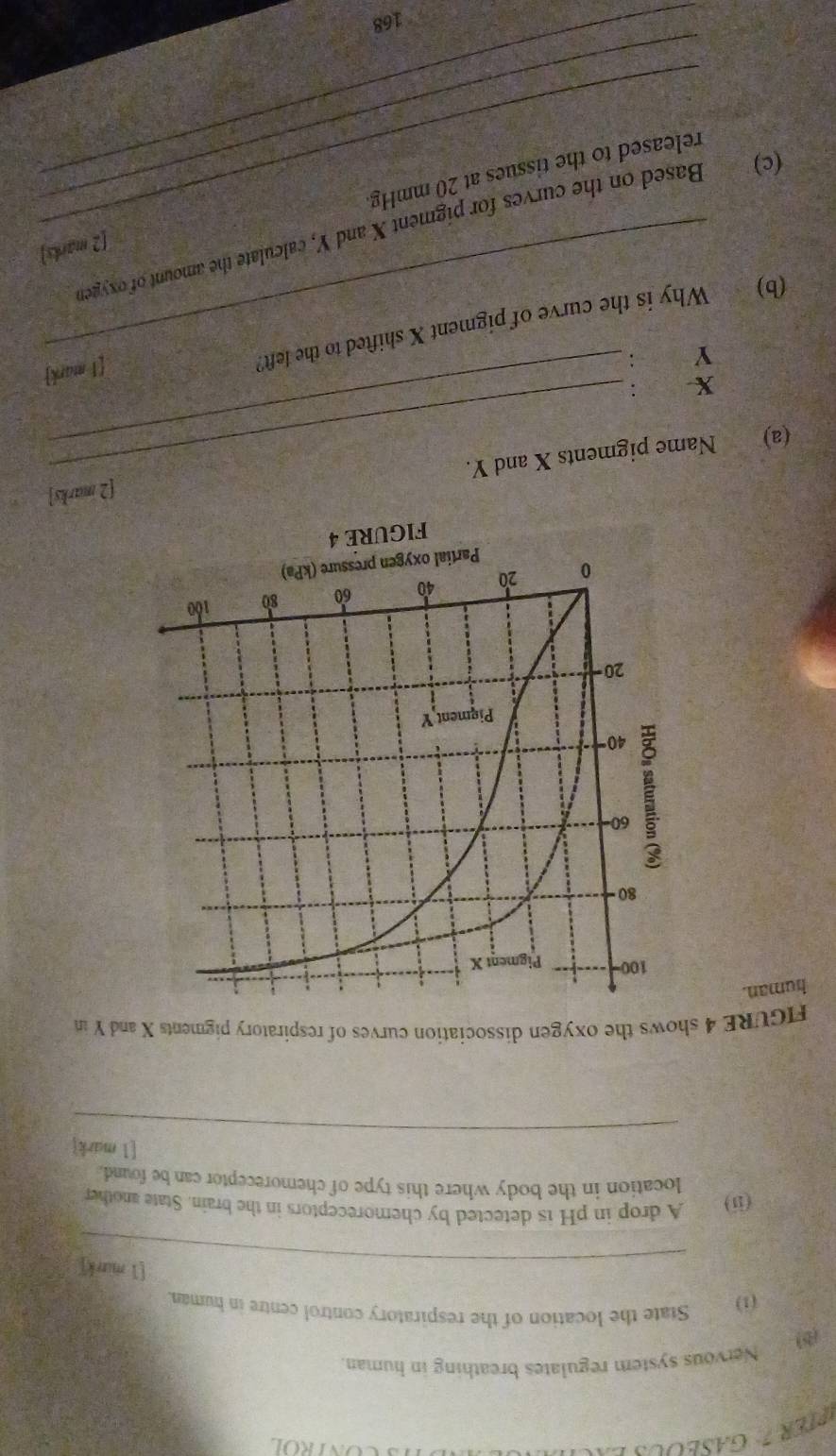 CONTROL 
() Nervous system regulates breathing in human. 
(1) State the location of the respiratory control centre in human. 
_[ì mark] 
(ii) A drop in pH is detected by chemoreceptors in the brain. State another 
location in the body where this type of chemoreceptor can be found. 
_ 
[l mark] 
FIGURE 4 shows the oxygen dissociation curves of respiratory pigments X and Y in 
human. 
[2 marks 
(a) Name pigments X and Y.
X - : 
Yì 
_ 
(b) Why is the curve of pigment X shifted to the left? 
1 mark 
[2 marks] 
(c) Based on the curves for pigment X and Y, calculate the amount of oxyget
released to the tissues at 20 mmHg
168
