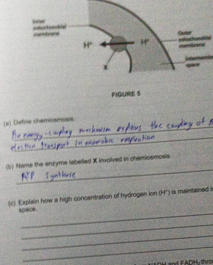 FIGURE 5 
_ 
_ 
(s) Define chemiosmosis. 
_ 
_ 
(b) Name the enzyme labelled X involved in chemiosmosis. 
(c) Explain how a high concentration of hydrogen ion (H*) is maintained i 
space. 
_ 
_ 
_