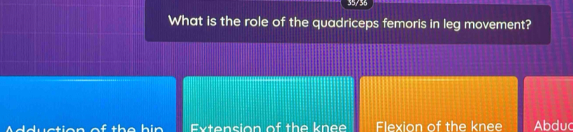 35/36
What is the role of the quadriceps femoris in leg movement?
Adduction of the hin Extension of the knee Flexion of the knee Abduc