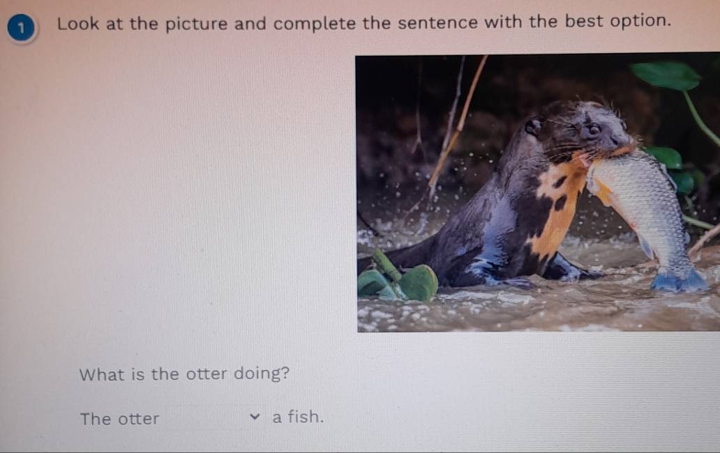 Look at the picture and complete the sentence with the best option. 
What is the otter doing? 
The otter a fish.