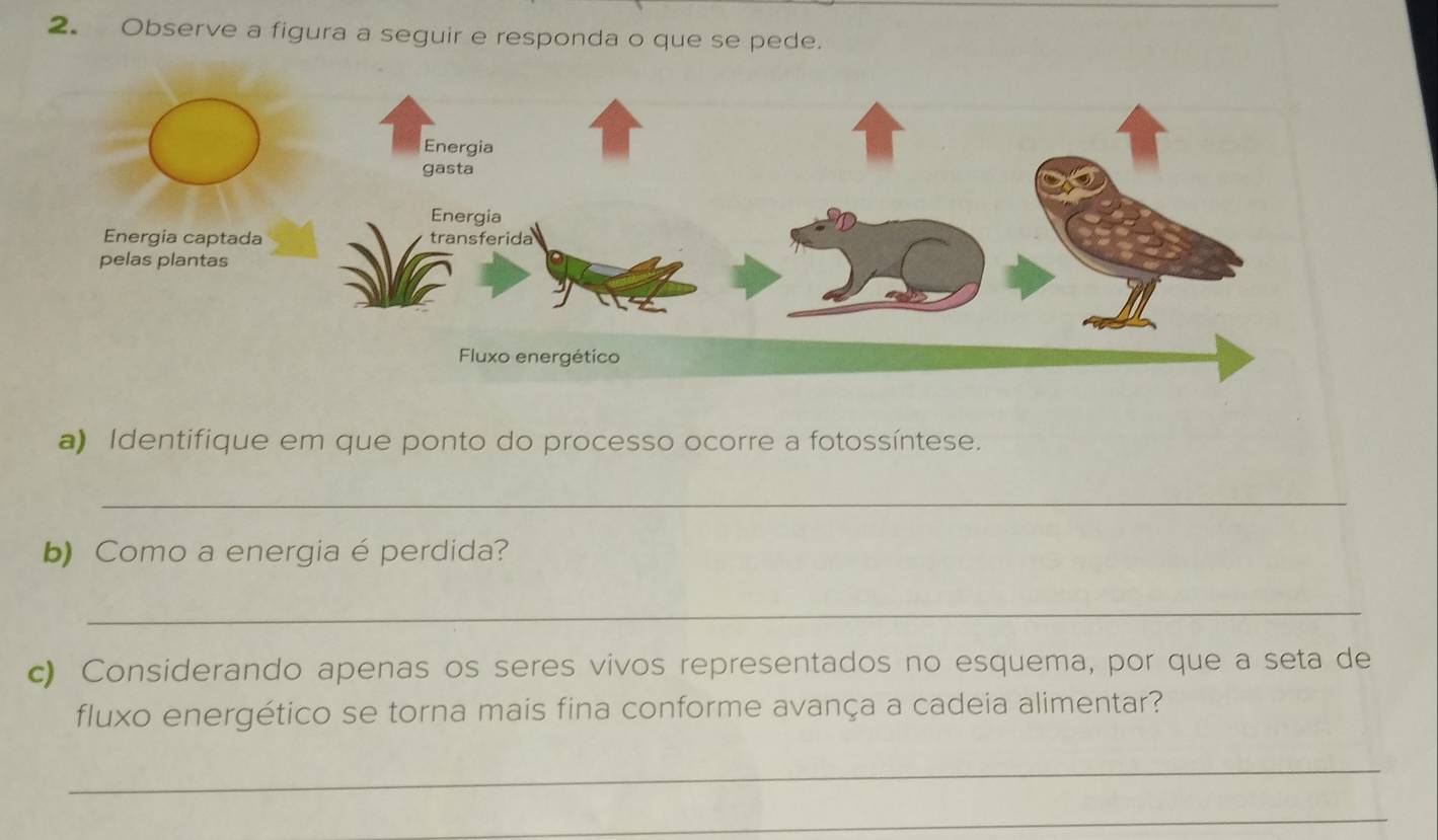 Observe a figura a seguir e responda o que se pede. 
a) Identifique em que ponto do processo ocorre a fotossíntese. 
_ 
b) Como a energia é perdida? 
_ 
c) Considerando apenas os seres vivos representados no esquema, por que a seta de 
fluxo energético se torna mais fina conforme avança a cadeia alimentar? 
_ 
_