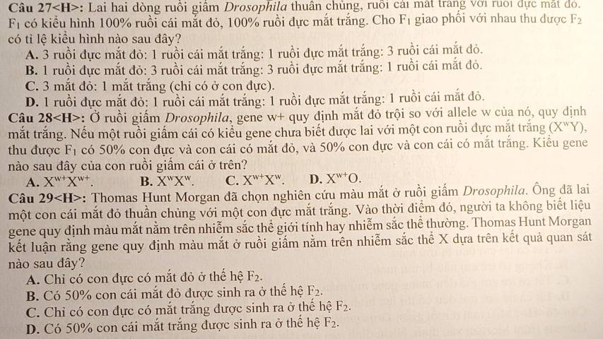 Câu 27 : Lai hai dòng ruôi giâm Drosophila thuân chủng, ruôi cải mát trang với ruoi dực mắt đỏ.
F_1 có kiểu hình 100% ruồi cái mắt đỏ, 100% ruồi đực mắt trắng. Cho F_1 giao phối với nhau thu được F_2
có tỉ lệ kiểu hình nào sau đây?
A. 3 ruồi đực mắt đỏ: 1 ruồi cái mắt trắng: 1 ruồi đực mắt trắng: 3 ruồi cái mắt đỏ.
B. 1 ruồi đực mắt đỏ: 3 ruồi cái mắt trắng: 3 ruồi đực mắt trắng: 1 ruồi cái mắt đỏ.
C. 3 mắt đỏ: 1 mắt trắng (chỉ có ở con đực).
D. 1 ruồi đực mắt đỏ: 1 ruồi cái mắt trắng: 1 ruồi đực mắt trắng: 1 ruồi cái mắt đỏ.
Câu 28 : Ở ruồi giấm Drosophila, gene w+ quy định mắt đỏ trội so với allele w của nó, quy định
mắt trắng. Nếu một ruồi giấm cái có kiểu gene chưa biết được lai với một con ruồi dực mắt trắng (X"Y),
thu được F_1 có 50% con đực và con cái có mắt đỏ, và 50% con đực và con cái có mắt trắng. Kiểu gene
nào sau đây của con ruồi giầm cái ở trên?
A. X^(w+)X^(w+) B. X'X'. C. X'''X''. D. X^(w+)O.
Câu 29 : Thomas Hunt Morgan đã chọn nghiên cứu màu mắt ở ruồi giấm Drosophila. Ông đã lai
một con cái mắt đỏ thuần chủng với một con đực mắt trắng. Vào thời điểm đó, người ta không biết liệu
gene quy định màu mắt nằm trên nhiễm sắc thể giới tính hay nhiễm sắc thể thường. Thomas Hunt Morgan
kết luận rằng gene quy định màu mắt ở ruồi giấm nằm trên nhiễm sắc thể X dựa trên kết quả quan sát
nào sau đây?
A. Chỉ có con đực có mắt đỏ ở thể hệ F_2.
B. Có 50% con cái mắt đỏ được sinh ra ở thể hệ F_2.
C. Chỉ có con đực có mắt trắng được sinh ra ở thể hệ F_2.
D. Có 50% con cái mắt trắng được sinh ra ở thể hệ F_2.