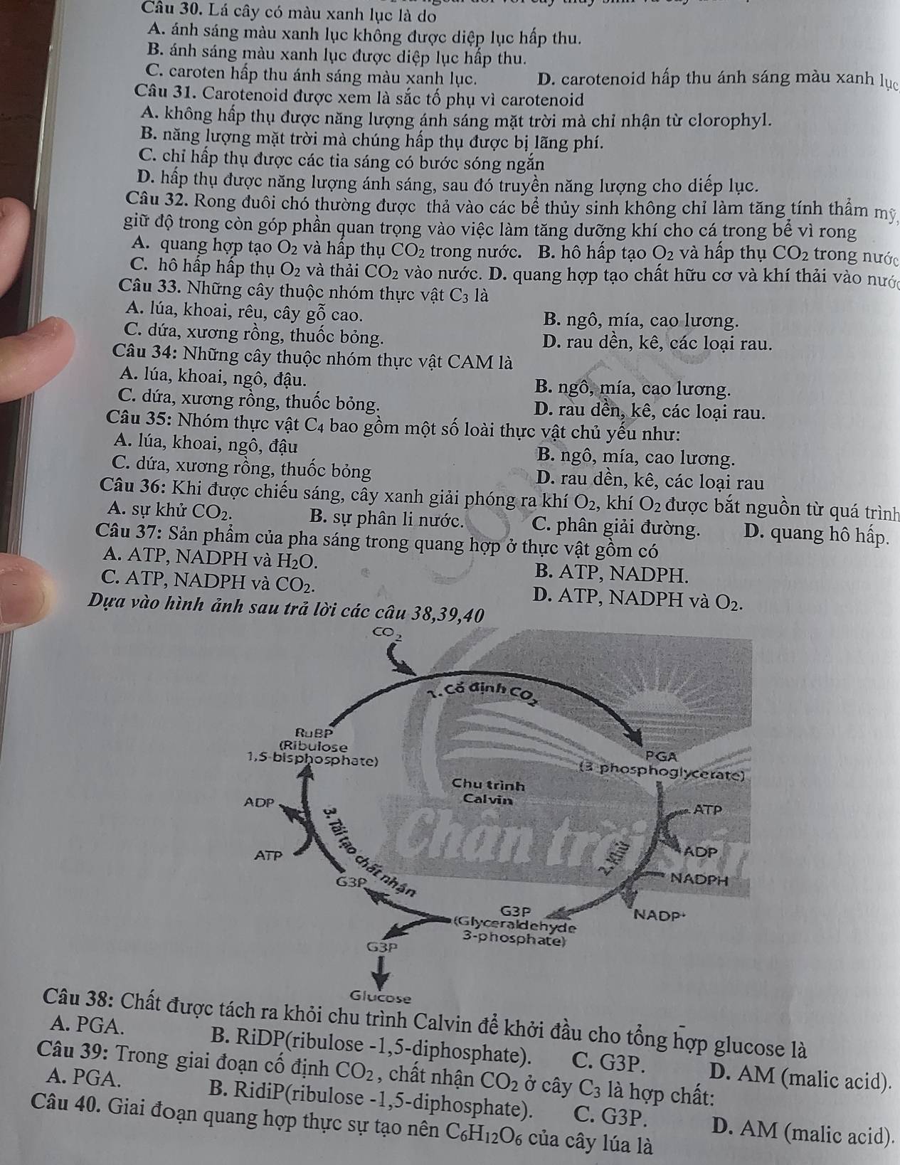 Lá cây có màu xanh lục là do
A. ánh sáng màu xanh lục không được diệp lục hấp thu.
B. ánh sáng màu xanh lục được diệp lục hấp thu.
C. caroten hấp thu ánh sáng màu xanh lục. D. carotenoid hấp thu ánh sáng màu xanh lục
Câu 31. Carotenoid được xem là sắc tố phụ vì carotenoid
A. không hấp thụ được năng lượng ánh sáng mặt trời mà chỉ nhận từ clorophyl.
B. năng lượng mặt trời mà chúng hấp thụ được bị lãng phí.
C. chỉ hấp thụ được các tia sáng có bước sóng ngắn
D. hấp thụ được năng lượng ánh sáng, sau đó truyền năng lượng cho diếp lục.
Câu 32. Rong đuôi chó thường được thả vào các bề thủy sinh không chỉ làm tăng tính thẩm mỹ
giữ độ trong còn góp phần quan trọng vào việc làm tăng dưỡng khí cho cá trong bể vì rong
A. quang hợp tạo O_2 và hấp thụ CO_2 trong nước. B. hô hấp tạo O_2 và hấp thụ CO_2 trong nước
C. hô hấp hấp thụ O_2 và thải CO_2 vào nước. D. quang hợp tạo chất hữu cơ và khí thải vào nước
Câu 33. Những cây thuộc nhóm thực vật C_3 là
A. lúa, khoai, rêu, cây gwidehat O cao. B. ngô, mía, cao lương.
C. dứa, xương rồng, thuốc bỏng. D. rau dền, kê, các loại rau.
Câu 34: Những cây thuộc nhóm thực vật CAM là
A. lúa, khoai, ngô, đậu. B. ngô, mía, cao lương.
C. dứa, xương rồng, thuốc bỏng. D. rau dền, kê, các loại rau.
Câu 35: Nhóm thực vật C_4 bao gồm một số loài thực vật chủ yếu như:
A. lúa, khoai, ngô, đậu B. ngô, mía, cao lương.
C. dứa, xương rồng, thuốc bỏng D. rau dền, kê, các loại rau
Câu 36: Khi được chiếu sáng, cây xanh giải phóng ra khí O_2 , khí O_2 được bắt nguồn từ quá trình
A. sự khử CO_2. B. sự phân li nước. C. phân giải đường. D. quang hô hấp.
Câu 37: Sản phẩm của pha sáng trong quang hợp ở thực vật gồm có
A. ATP, NADPH và H_2O. B. ATP, NADPH.
C. ATP, NADPH và CO_2. D. ATP, NADPH và O_2.
Dựa vào hình ảnh sau trả lời các câu 38,39,40
Câu 38: Chất đượcách ra khỏi chu trình Calvin để khởi đầu cho tổng hợp glucose là
A. PGA. B. RiDP(ribulose -1,5-diphosphate). C. G3P. D. AM (malic acid).
Câu 39: Trong giai đoạn cố định CO_2 , chất nhận CO_2 ở cây C_3 là hợp chất:
A. PGA. B. RidiP(ribulose -1,5-diphosphate). C. G3P. D. AM (malic acid).
Câu 40. Giai đoạn quang hợp thực sự tạo nên C_6H_12O_6 :của cây lúa là