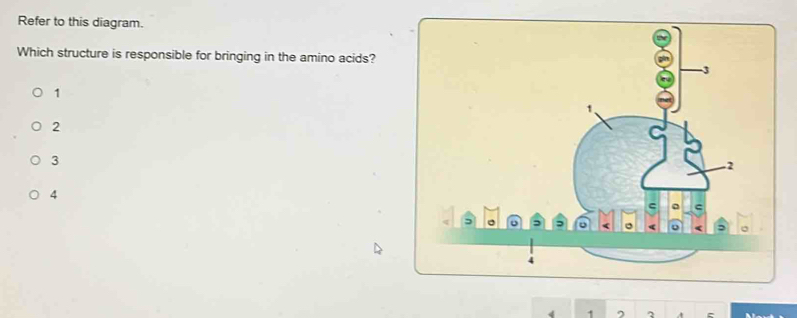 Refer to this diagram.
Which structure is responsible for bringing in the amino acids?
1
2
3
4
^