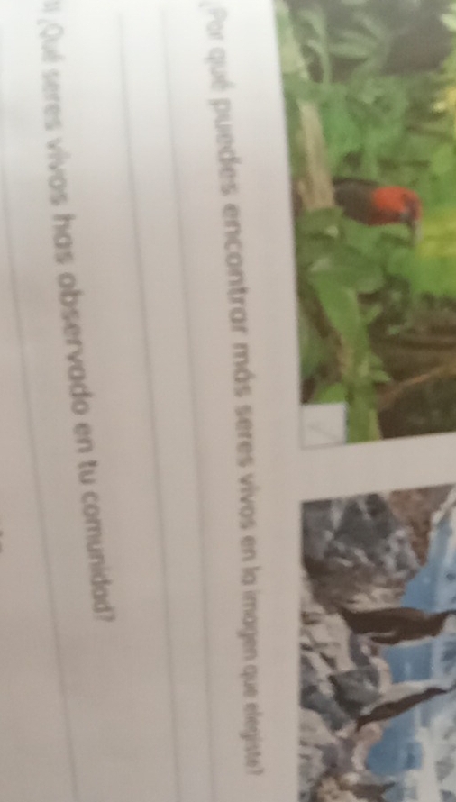 Por qué puedes encontrar más seres vivos en la imagen que elegiste? 
_ 
: ¿Qué seres vivos has observado en tu comunidad?