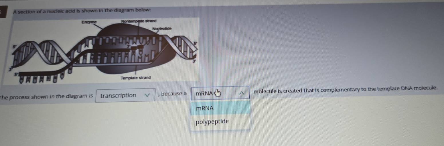 A section of a nucleic acid is shown in the diagram below: 
The process shown in the diagram is transcription , because a mRNA molecule is created that is complementary to the template DNA molecule. 
mRNA 
polypeptide