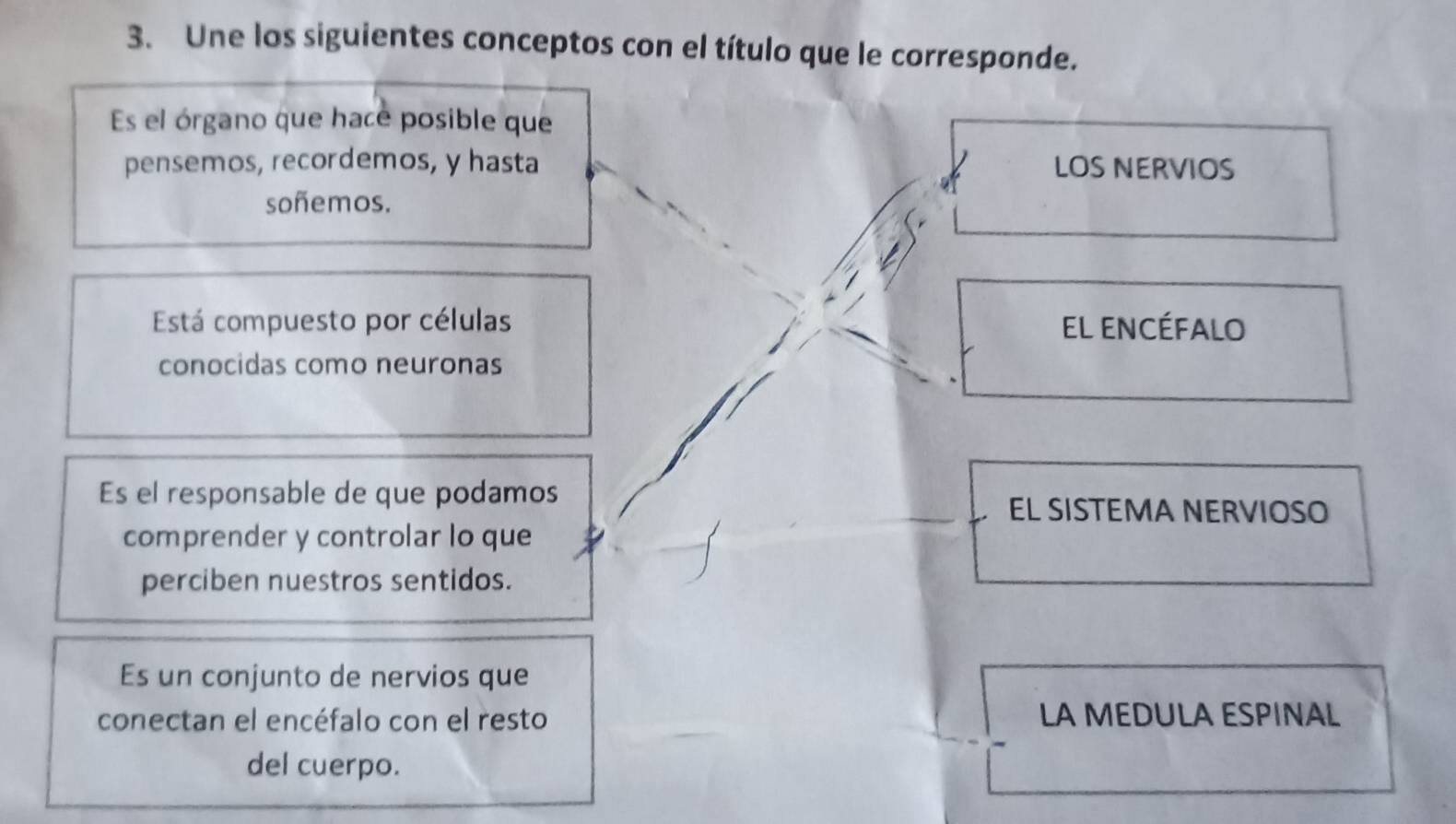 Une los siguientes conceptos con el título que le corresponde.
Es el órgano que hace posible que
pensemos, recordemos, y hasta LOS NERVIOS
soñemos.
Está compuesto por células el encéfalo
conocidas como neuronas
Es el responsable de que podamos
EL SISTEMA NERVIOSO
comprender y controlar lo que
perciben nuestros sentidos.
Es un conjunto de nervios que
conectan el encéfalo con el resto LA MEDULA ESPINAL
del cuerpo.