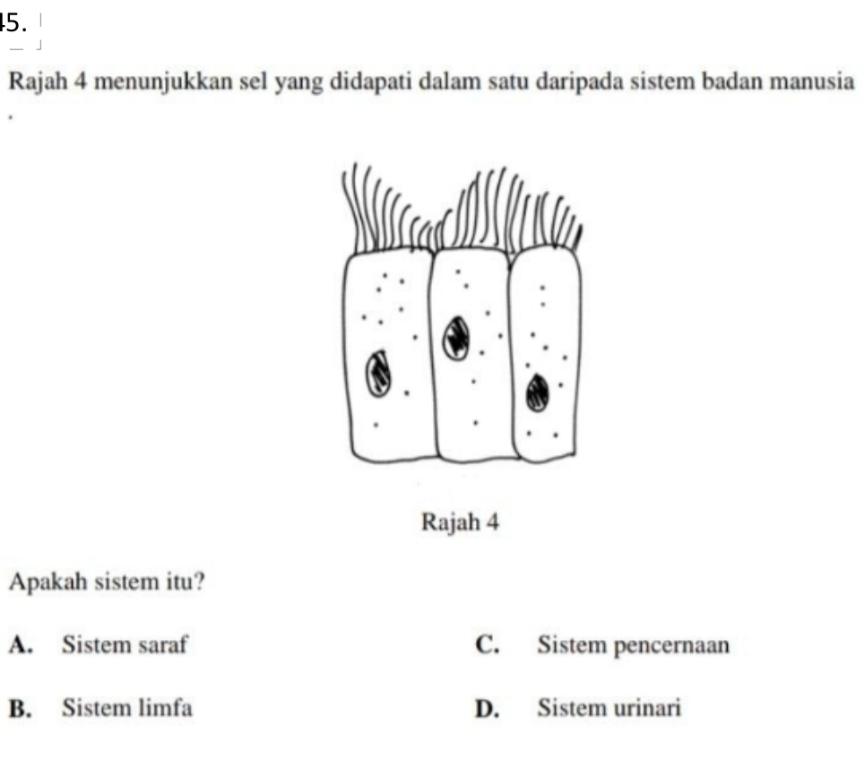 Rajah 4 menunjukkan sel yang didapati dalam satu daripada sistem badan manusia
Rajah 4
Apakah sistem itu?
A. Sistem saraf C. Sistem pencernaan
B. Sistem limfa D. Sistem urinari