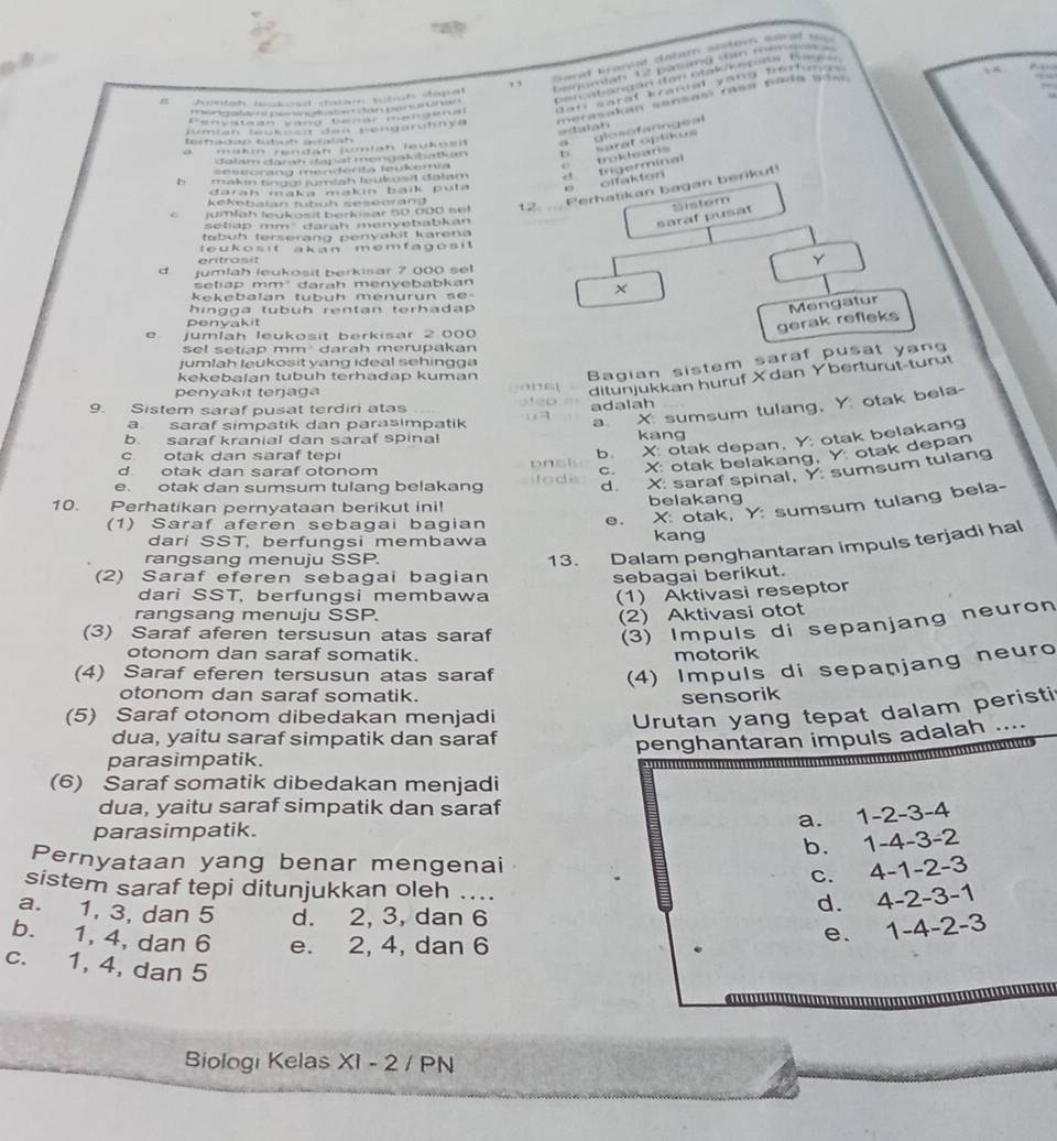 De rcs  a  go  or eede  e e  
, ,
*  numan 12 paand Hn ma      
                       
a Judah Iokos dalam tüboh dapat
merasakan sansasí rasa pada gaso 
a n  b   o    oo    a   a

=Jatan  losofaringeal
                            
Iertadop tubut adacsh 
a =akn rendan jumlah feukosi 
dalsm darah dspät mengakbattian h sarat optikus 
c troklears
seseorang menderta leukería
b   
makn tinggi jumiah leukosit dəlam d trigerminal
daran maka makin baik puta e olfakton
Kekebalan tubüh seseorang
Perhatikan bagan berikut!
e  jum fa h leu  k os it berk sar 50 000 s et 12 Sistem
setiap mm darah menyebabkan
saraf pusat
tsbuh terserang penyakit karena
leukosit akan memfagosit 
enitrosit Y
d jumlah leukosit berkisar ? 000 sel
setiap mm darah menyebabkan
kekebalan tubuh menurun se-
×
hingga tubuh rentan terhadap .
penyakit
gerak refleks Mengatur
e Jumlah leukosit berkisar 2.000
sel setiap mm darah merupakan
jumlah leukosit yang ideal sehingga
kekebalan tubuh terhadap kuman Bagian sistem saraf pusat yan
penyakit teŋjaga go  n st
ditunjukkan huruf Xdan Yberturüt-turüt
9. Sistem saraf pusat terdiri atas
adalah
a saraf simpatik dan parasimpatik
a. X sumsum tulang, Y otak bela-
b. saraf kranial dan saraf spinal kang
c otak dan saraf tepi
b. X: otak depan, Y: otak belakang
d otak dan saraf otonom pask
c. X otak belakang. Y otak depan
e. otak dan sumsum tulang belakang itodi
d. X saraf spinal, Y sumsum tulang
10. Perhatikan pernyataan berikut ini! belakang
(1) Saraf aferen sebagai bagian
e. X otak, Y: sumsum tulang bela-
dari SST, berfungsi membawa kang
rangsang menuju SSP.
13. Dalam penghantaran impuls terjadi hal
(2) Saraf eferen sebagai bagian sebagai berikut.
dari SST, berfungsi membawa
(1) Aktivasi reseptor
rangsang menuju SSP. (2) Aktivasi otot
(3) Saraf aferen tersusun atas saraf
(3) Impuls di sepanjang neuron
otonom dan saraf somatik. motorik
(4) Saraf eferen tersusun atas saraf
(4) Impuls di sepanjang neuro
otonom dan saraf somatik. sensorik
(5) Saraf otonom dibedakan menjadi
Urutan yang tepat dalam peristi
dua, yaitu saraf simpatik dan saraf
penghantaran impuls adalah ....
...........*
parasimpatik.
(6) Saraf somatik dibedakan menjadi
dua, yaitu saraf simpatik dan saraf
a. 1-2-3-4
parasimpatik.
b. 1-4-3-2
Pernyataan yang benar mengenai
c. 4-1-2-3
sistem saraf tepi ditunjukkan oleh .... d.  4-2-3-1
a. 1, 3, dan 5 d. 2, 3, dan 6
b. 1, 4, dan 6 e. 2, 4, dan 6
e. 1-4-2-3
c. 1, 4, dan 5
                
Biologi Kelas XI - 2 / PN