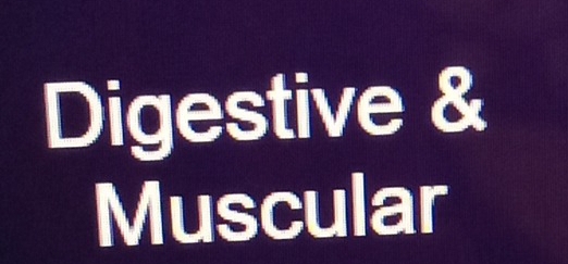 Digestive & 
Muscular