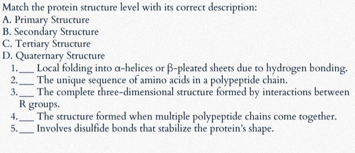 Match the protein structure level with its correct description:
A. Primary Structure
B. Secondary Structure
C. Tertiary Structure
D. Quaternary Structure
1._ Local folding into α -helices or β -pleated sheets due to hydrogen bonding.
2._ The unique sequence of amino acids in a polypeptide chain.
3._ The complete three-dimensional structure formed by interactions between
R groups.
4._ The structure formed when multiple polypeptide chains come together.
5._ Involves disulfide bonds that stabilize the protein’s shape.