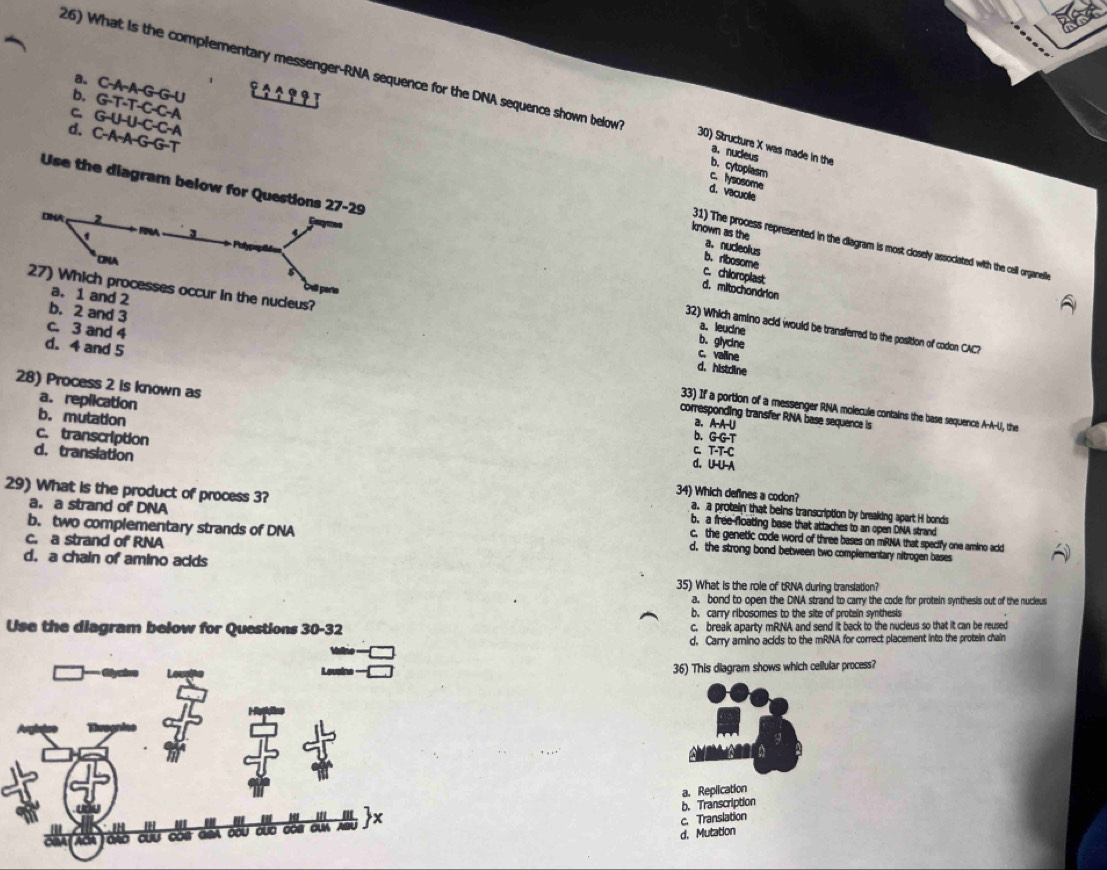 a. C-A-A-G-U _  11,19 
26) What is the complementary messenger-RNA sequence for the DNA sequence shown below a. nudeus
b. G-T-T-C-C-A
C G-U-U-C-A
d. C-A-A-G-G-T
30) Structure X was made in the
b. cytoplasm
c. lysosome
Use the diagram below for Questions 27-29
d. vacuolle
DNA 2  FNA 3 4

known as the a. nucleolus
31) The process represented in the diagram is most closely associated with the cell organelle
* Pulypap
CNA
b. ribosome
c. chloroplast
27) Which processes occur in the nucieus?
Cell parto
d. mitochondrion
a. 1 and 2
b. 2 and 3
a. leudne
32) Which amino acld would be transferred to the position of codon CAC?
d. 4 and 5
b. glycine
c. valline
d.hist ine
c. 3 and 4 33) If a portion of a messenger RNA molecule contains the base sequence A-A-U, the
a. replication
28) Process 2 is known as b. GGTT
b. mutation
corresponding transfer RNA base sequence is
a, A-A-U
c. transcription
C T-T-C
d. U-U-1
d. translation 34) Which defines a codon?
29) What is the product of process 3? b. a free-floating base that attaches to an open DNA strand
a. a protein that beins transcription by breaking apart H bonds
a. a strand of DNA c, the genetic code word of three bases on mRNA that specify one amino acid
b. two complementary strands of DNA d, the strong bond between two complementary nitrogen bases
c. a strand of RNA
d. a chain of amino acds
35) What is the role of tRNA during translation?
a. bond to open the DNA strand to carry the code for protein synthesis out of the nucleus
b. carry ribosomes to the site of protein synthesis
Use the diagram below for Questions 30-32 c. break aparty mRNA and send it back to the nucleus so that it can be reused
d. Carry amino acids to the mRNA for correct placement into the protein chain
Lousine ===
36) This diagram shows which cellular process?
a. Replication
b. Transcription
c. Translation
            
d. Mutation