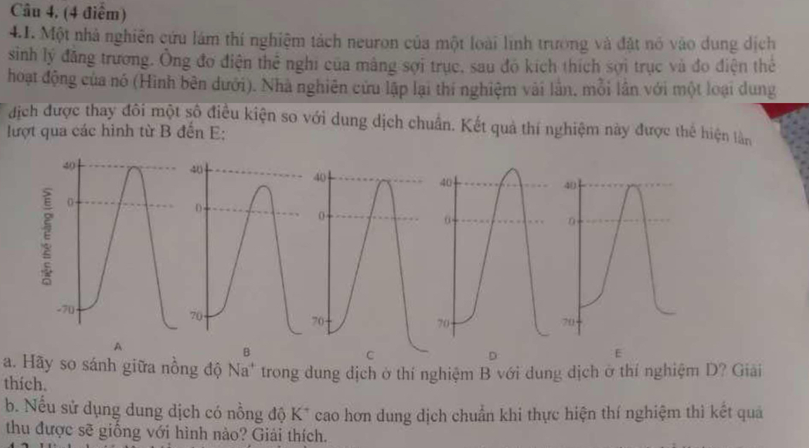 Câu 4, (4 điểm) 
4.1. Một nhà nghiên cứu lám thí nghiệm tách neuron của một loài lĩnh trương và đặt nó vào dung dịch 
sinh lý đăng trương. Ông đo điện thể nghi của màng sợi trục, sau đó kích thích sợi trục và đo điện thể 
hoạt động của nó (Hình bên dưới). Nhà nghiên cứu lập lại thí nghiệm vài lần, mỗi lần với một loại dung 
dịch được thay đôi một số điều kiện so với dung dịch chuẩn. Kết quả thí nghiệm này được thể hiện làn 
lượt qua các hình từ B đến E: 
A 
C 
D 
E 
a. Hãy so sánh giữa nông độ Na^+ trong dung dịch ở thí nghiệm B với dung dịch ở thí nghiệm D? Giải 
thich. 
b. Nếu sử dụng dung dịch có nồng độ K* cao hơn dung dịch chuẩn khi thực hiện thí nghiệm thì kết quả 
thu được sẽ giống với hình nào? Giải thích.