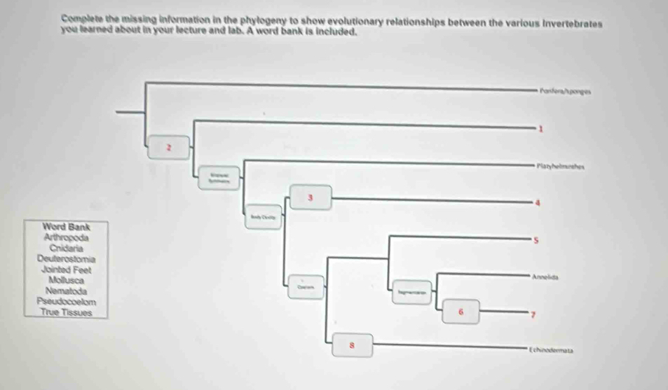 Solved: Complete the missing information in the phylogeny to show ...