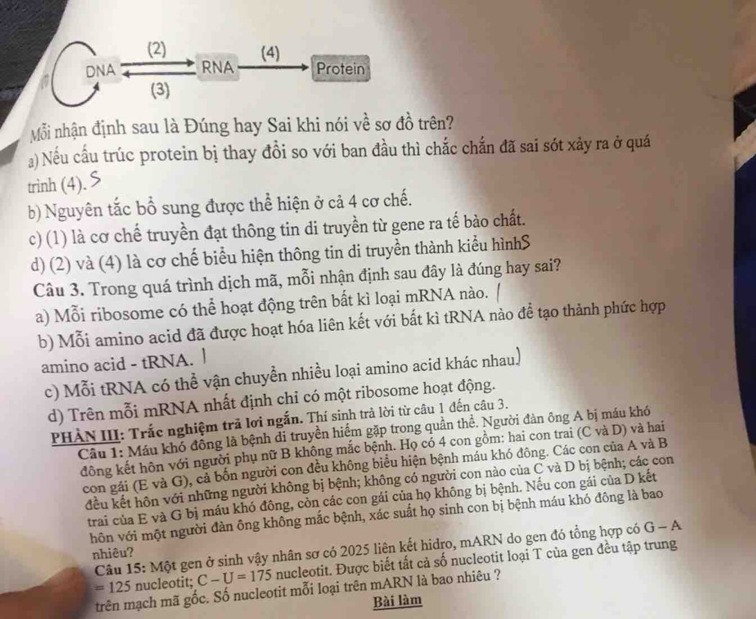 (2) (4)
DNA RNA Protein
(3)
Mỗi nhận định sau là Đúng hay Sai khi nói về sơ đồ trên?
) Nếu cấu trúc protein bị thay đổi so với ban đầu thì chắc chắn đã sai sót xảy ra ở quá
trình (4).
b) Nguyên tắc bổ sung được thể hiện ở cả 4 cơ chế.
c) (1) là cơ chế truyền đạt thông tin di truyền từ gene ra tế bào chất.
d) (2) và (4) là cơ chế biểu hiện thông tin di truyền thành kiểu hìnhS
Câu 3. Trong quá trình dịch mã, mỗi nhận định sau đây là đúng hay sai?
a) Mỗi ribosome có thể hoạt động trên bất kì loại mRNA nào.
b) Mỗi amino acid đã được hoạt hóa liên kết với bất kì tRNA nào để tạo thành phức hợp
amino acid - tRNA. |
c) Mỗi tRNA có thể vận chuyền nhiều loại amino acid khác nhau)
d) Trên mỗi mRNA nhất định chỉ có một ribosome hoạt động.
PHÀN III: Trắc nghiệm trả lơi ngắn. Thí sinh trà lời từ câu 1 đến câu 3.
Câu 1: Máu khổ đồng là bệnh di truyền hiểm gặp trong quần thể. Người đàn ông A bị máu khó
đông kết hôn với người phụ nữ B không mắc bệnh. Họ có 4 con gồm: hai con trai (C và D) và hai
con gái (E và G), cả bốn người con đều không biểu hiện bệnh máu khó đông. Các con của A và B
đều kết hôn với những người không bị bệnh; không có người con nào của C và D bị bệnh; các con
trai của E và G bị máu khó đông, còn các con gái của họ không bị bệnh. Nếu con gái của D kết
hôn với một người đàn ông không mắc bệnh, xác suất họ sinh con bị bệnh máu khó đông là bao
Câu 15: Một gen ở sinh vậy nhân sơ có 2025 liên kết hidro, mARN do gen đó tổng hợp có G-A
nhiêu?
=125 nucleotit; C-U=175 nucleotit. Được biết tất cả số nucleotit loại T của gen đều tập trung
trên mạch mã gốc. Số nucleotit mỗi loại trên mARN là bao nhiêu ?
Bài làm