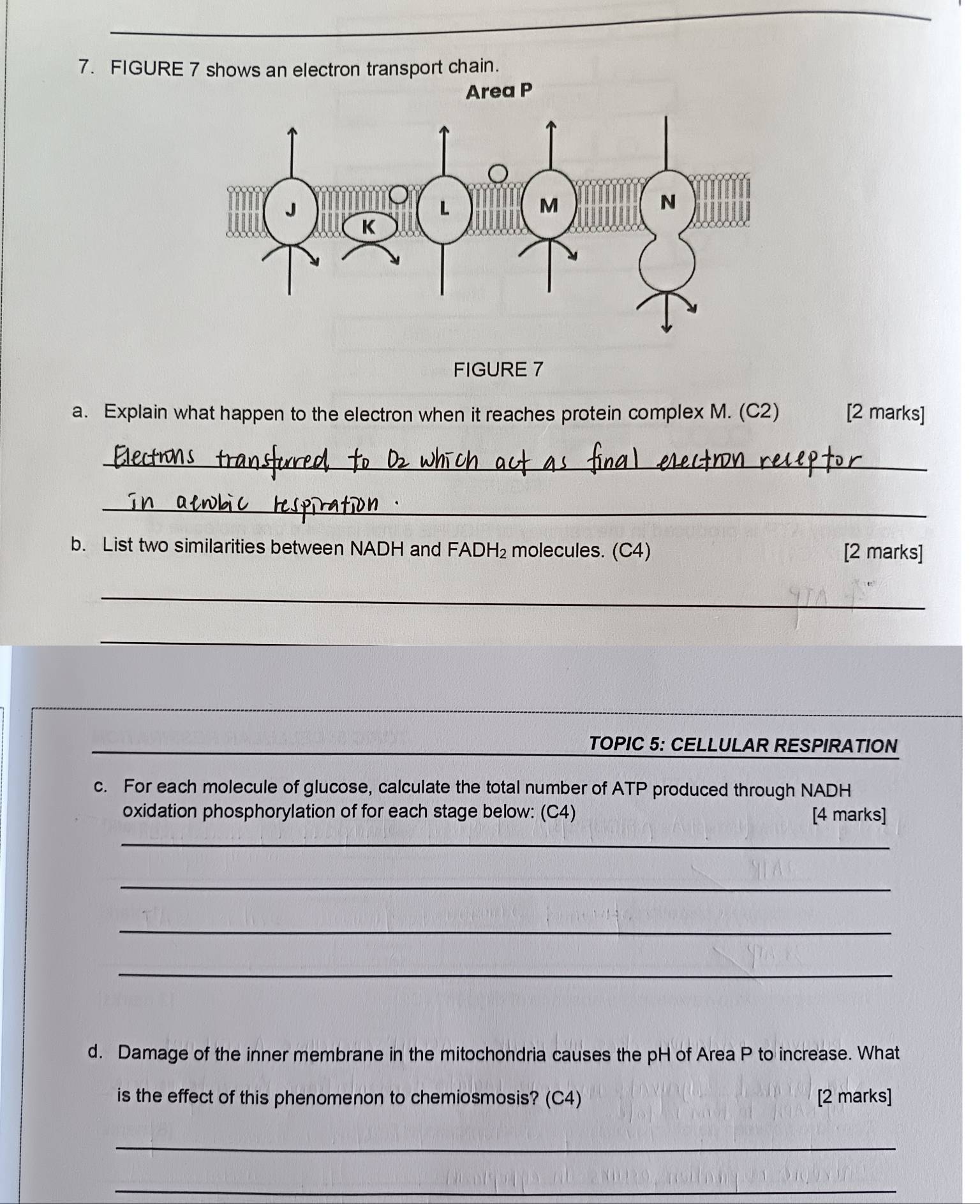 FIGURE 7 shows an electron transport chain. 
Area P
FIGURE 7 
a. Explain what happen to the electron when it reaches protein complex M. (C2) [2 marks] 
_ 
_ 
b. List two similarities between NADH and FA DH_2 molecules. (C4) [2 marks] 
_ 
_ 
_ 
TOPIC 5: CELLULAR RESPIRATION 
c. For each molecule of glucose, calculate the total number of ATP produced through NADH
oxidation phosphorylation of for each stage below: (C4) [4 marks] 
_ 
_ 
_ 
_ 
d. Damage of the inner membrane in the mitochondria causes the pH of Area P to increase. What 
is the effect of this phenomenon to chemiosmosis? (C4) [2 marks] 
_ 
_