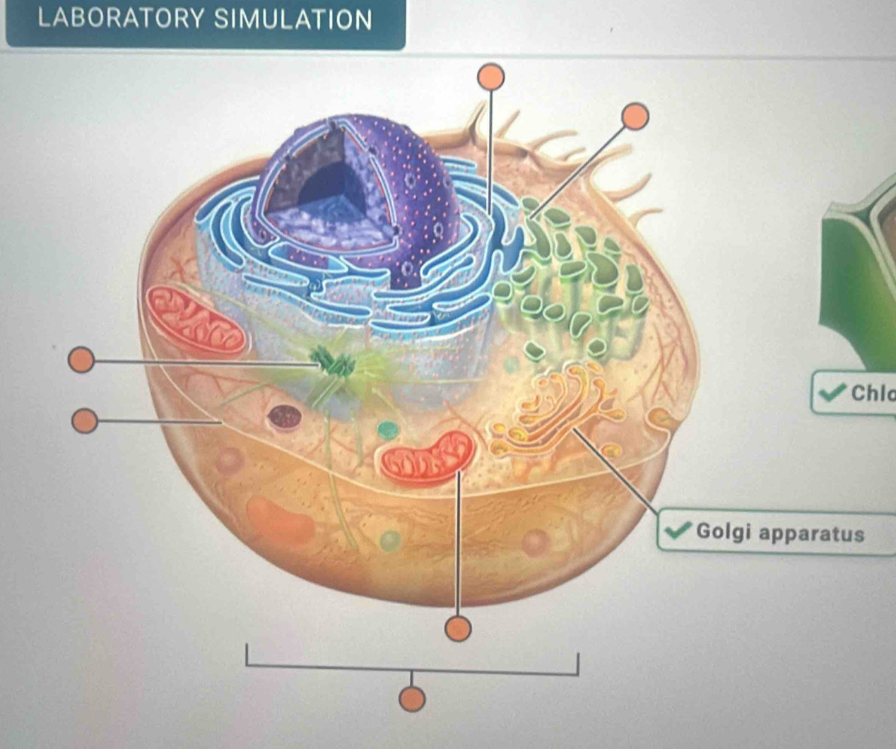 LABORATORY SIMULATION 
Chlo 
s