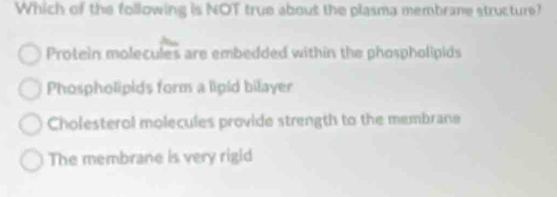 Which of the following is NOT true about the plasma membrane structure?
Protein molecules are embedded within the phospholipids
Phospholipids form a lipid bilayer
Cholesterol molecules provide strength to the membrane
The membrane is very rigld