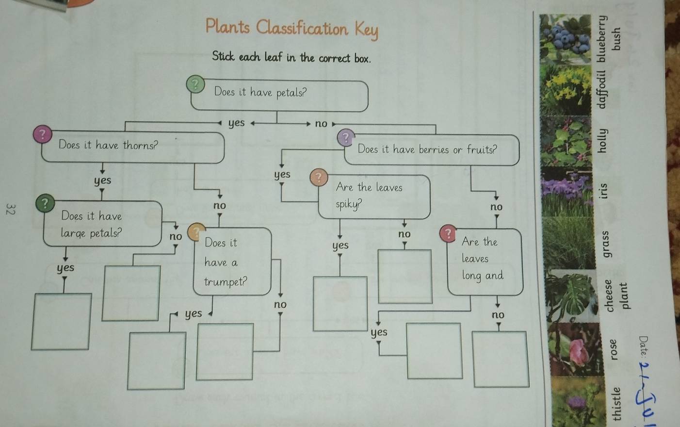 Plants Classification Key
≌
Stick each leaf in the correct box.
Does it have petals?
yes
no
Does it have thorns? Does it have berries or fruits?

yes yes
Are the leaves 2
2
no spiky?
no
Does it have
large petals? no Does it
no Are the
yes
B
have a leaves
yes
trumpet?
long and
no
:
yes no
yes
8